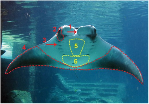Body regions of a manta ray (Manta 1) are presented that changed pigmentation and those that did not change during the study period: Red labelling shows areas where coloration changed over 9 months; 1: inner side of cephalic fins; 2: side of head, around eyes, under cephalic lobes; 3: gill slit markings, 4; ventral margin of pectoral fins. Yellow labelling shows the areas where the markings did not change during the study period; 5: ventral inter-branchial region; 6: markings in lower abdominal area posterior from the last gill slits, excluding the pectoral fin margin.
