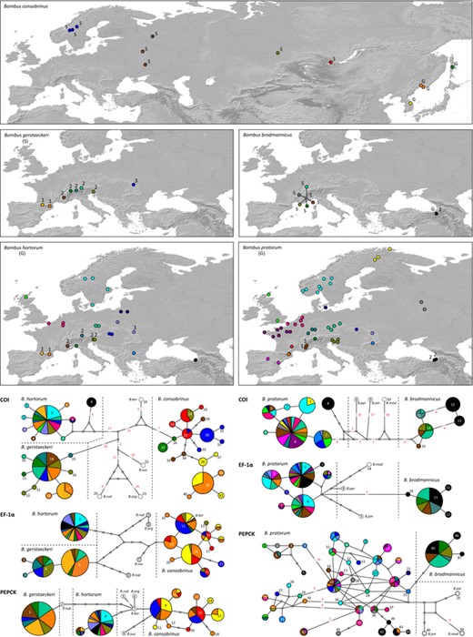 Sampling localities for the five Bombus species and median-joining networks for three gene fragments (COI, EF-1α and PEPCK). Each sequenced haplotype is represented by a circle, the size of which is proportional to its overall frequency, and identified by a unique number (see also Table S1). In some cases, red numbers above branches are used to indicate a number of mutational changes higher than 1. Haplotype colours correspond to the sampling localities displayed on the maps. ‘S’ and ‘G’ refer to ‘specialist’ and ‘generalist’ species or population and numbers on the map to the groups of sampled populations defined within each species (see text and Table 4). Outgroups are coloured in white and an abbreviation of the species name is added beside each of their haplotypes. ‘B. kor’: Bombus koreanus, ‘B. rud’: B. ruderatus, ‘B. arg’: B. argillaceus; ‘B. sus’: B. sushkini, ‘B. sup’: B. supremus, ‘B. pyr’: B. pyrenaeus, ‘B. mod’: B. modestus, ‘B. jon’: B. jonellus.