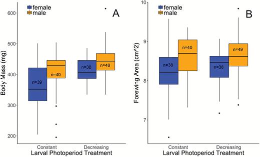 Larvae reared under decreasing photoperiod conditions [light–dark (LD) 14 h–10 h > LD 12 h–12 h] had significantly higher body mass as adults (A) and marginally larger forewings (B) than larvae reared under constant photoperiod (LD 12 h–12 h).