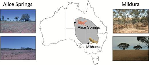 Geographical distribution of the two bearded dragon populations used in this study. Overall distribution of Pogona vitticeps is indicated by the grey area.