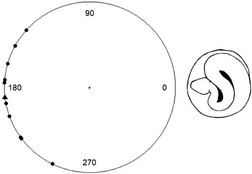 Circle plot showing the escape trajectory angles for all 11 kangaroo rats that successfully evaded rattlesnake strikes. Strikes come from 0°, and the escape trajectory angle (in degrees) for each individual kangaroo rat is plotted along the circumference. No individual ever jumped over/towards the snake, which would be expected if escape trajectories were truly protean/random. Triangle shows mean escape trajectory angle.