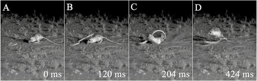 Panel of stills showing the extreme manoeuvrability of desert kangaroo rats during evasions from snakes. A, snake initiates strike. B, kangaroo rat begins reaction. C, kangaroo rat flips upside down and kicks snake away. D, kangaroo rat rights self before landing. Time (in milliseconds) is shown in lower right corner of each image, with 0 ms being the moment of strike initiation. Video footage of this interaction is viewable at https://youtu.be/svz9MPebQRw.