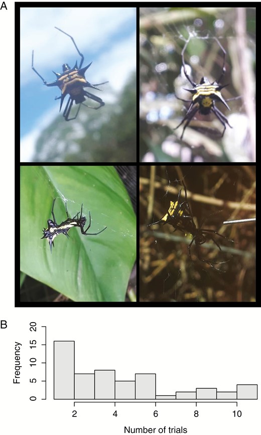 A, photographs of Micrathena vigorsii (taken by D.N.F.). B, histogram of the number of times individuals were tested for web structure.