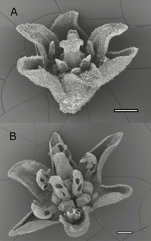 Scanning electron microscope of flowers of Ocotea oblonga (Lauraceae) from Barro Colorado Island, Panama, collected in 2016. A, Female flower, showing undeveloped anthers and stigma larger than staminodes. B, Hermaphroditic flower, showing developed anthers and reduced stigma. Scale bar 0.5 mm.