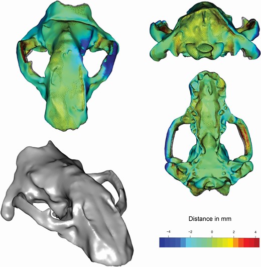 Restoration of Kolponomos newportensis (USNM215070). The coloured surfaces represent the retrodeformation result (through the application of the retroDeformMesh algorithm) while the reticulated surfaces represent the superimposed original shape of the 3D model. The most deformed areas were highlighted following the colour scale shown. The bottom left surface is the 3D mesh after the restoration with Geomagic Studio.