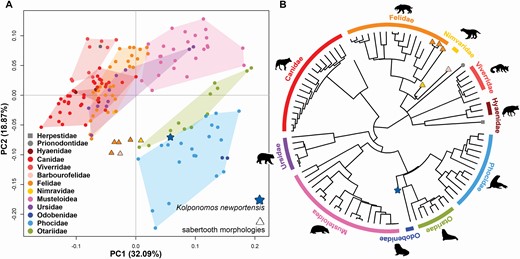 Morphospace defined by the two first PC axes and the phylogenetic tree. A, PC1 and PC2 axes. B, phylogenetic tree assembled for the analyses. The star represents the phylogenetic position of Kolponomos newportensis. The triangles represent the species with a sabretooth morphology, which are: Hoplophoneus primaevus (Nimravidae), Barbourofelis fricki (Barbourofelidae, pink triangle), Smilodon californicus and Smilodon fatalis and Homotherium serum (Felidae). The grey square represents Suricata suricatta and the grey circle represents Prionodon linsang.