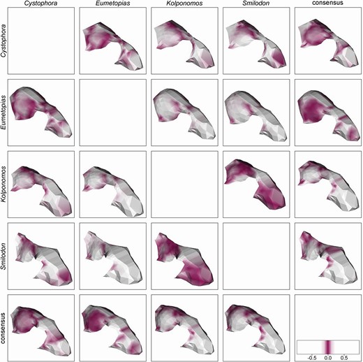 Visualization of the pairwise comparison between Cystophora, Eumetopias, Kolponomos, Smilodon and the consensus. The colour gradient indicates local differences between the two surfaces (the scale bar was rescaled to the range 0–1). In each case, differences between the two taxa are displayed on a reconstruction of the taxon named on the left.