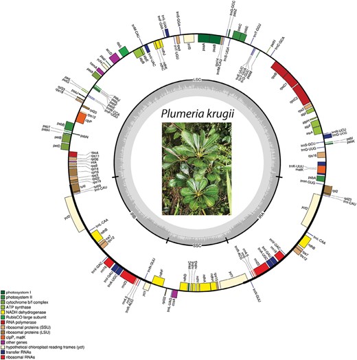Gene map of the Plumeria krugii plastid genome. Genes on the outside of the outer black circle are forward direction and those on the inside are reverse. Gene function is displayed by different colours, as indicated by the legend. The black circle corresponds to IRa and IRb, which separates the genome into the small and large single-copy regions. The inner grey circle represents the within-plastome GC content.