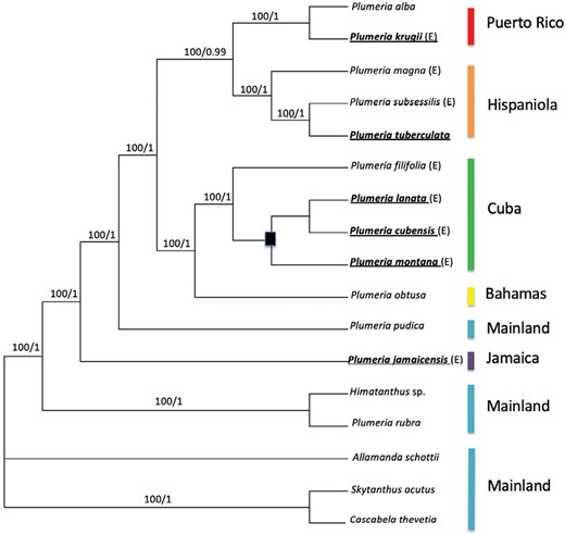 The majority rules consensus tree. Nodes are labelled with bootstrap values and posterior probabilities. The black square represents the branches that collapsed in the strict consensus tree. Endemic species are indicated with ‘(E)’. Species merged with Plumeria obtusa by Woodson (1937) are in bold and underlined. Coloured bars indicate the island of origin sampled for this study.