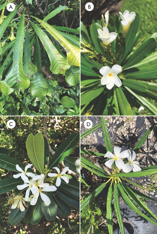 Plants growing at Fairchild Tropical Botanic Garden. A, pandurate leaves of Plumeria pudica. B, obovate leaves and white flowers with a yellow centre of Plumeria obtusa. C, densely pubescent abaxial leaf surface with a defined marginal vein of Plumeria tuberculata. D, elongate leaves with revolute margins of Plumeria alba.