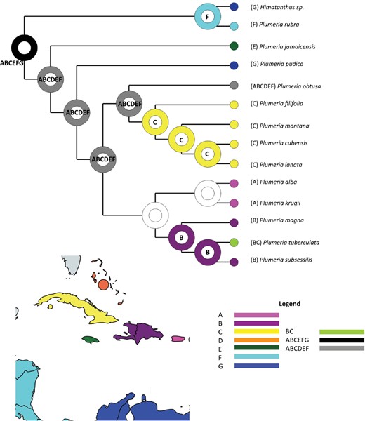 Estimates of ancestral ranges for Plumeria under the DEC+j model. Nodes are coloured with most likely states only. The regions are as follows: (A) Puerto Rico and Virgin Islands; (B) Hispaniola; (C) Cuba; (D) Bahamas; (E) Jamaica; (F) Central America; (G) South America; and (H) Lesser Antilles.