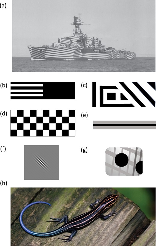 A, French cruiser Gloire (public domain photograph from the US National Archives 80-G-K-1208, National Archives Identifier 178141086). B–G, selected examples of stimuli used in computer-based experiments to show their great variability across studies, redrawn not to scale, from: B, Murali & Kodandaramaiah (2016); C, Stevens et al. (2008) Scott-Samuel et al. (2011); D, Scott-Samuel et al. (2011); E, von Helversen et al. (2013); F, Hughes et al. (2017); G, (Hughes et al., 2021). H, Japanese skink (Plestiodon japonicus), one of the species in the study of stripes in lizards by Murali & Kodandaramaiah (2016). Photograph by Kris Kelley, sourced from Wikimedia Commons under CC BY-SA 3.0 licence and cropped by the authors.