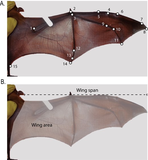 relationship between wing morphology and foraging guilds: exploring the ...