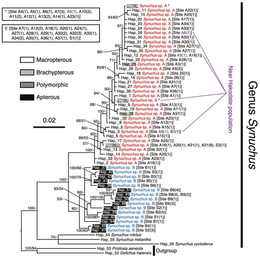 Bayesian inference (BI) phylogenetic tree of the genus Synuchus based on mitochondrial DNA COI sequences. The scale bar indicates the substitution rate (substitutions per site). The numbers next to the nodes indicate the Bayesian posterior probability (≥50%)/maximum likelihood (ML) bootstrap value (≥50%). ‘-’ indicates that the node of the BI tree did not appear in the ML tree or that the ML bootstrap value was <50%. The haplotype numbers correspond to Supporting Information, Table S3. The site numbers in square brackets correspond to Supporting Information, Table S1 and Figure 1. The numbers in parentheses indicate the numbers of individuals sharing the same haplotype. The colours of the haplotypes show the states of the hind wing in each haplotype. The purple numbers indicate the phylogenetic positions of individuals collected near Hakodate (i.e. sites A8 and A9). *,†These haplotypes are shared by many individuals, as listed in the key.