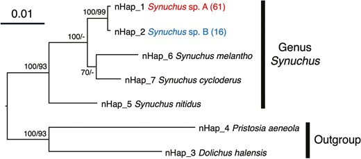 Bayesian inference (BI) phylogenetic tree of the genus Synuchus based on nuclear DNA 28S sequences. The scale bar indicates the substitution rate (substitutions per site). The numbers next to the nodes indicate the Bayesian posterior probability (≥50%)/maximum likelihood (ML) bootstrap value (≥50%). ‘-’ indicates that the node of the BI tree did not appear in the ML tree or that the ML bootstrap value was <50%. The haplotype numbers correspond to Supporting Information, Table S3. The numbers in parentheses indicate the numbers of individuals sharing the same haplotype.