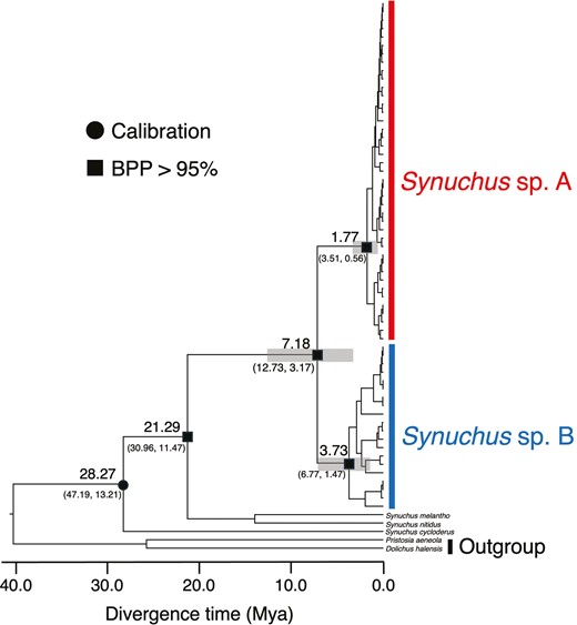 Divergence time estimation based on mitochondrial DNA COI sequences and nuclear DNA 28S sequences. Values above nodes indicate the estimated mean divergence time. Bars and values under nodes also indicate the 95% highest posterior density intervals of divergence time. The black circle indicates the secondary calibration point. The black squares indicate the >95% Bayesian posterior probability (BPP) of the major nodes.