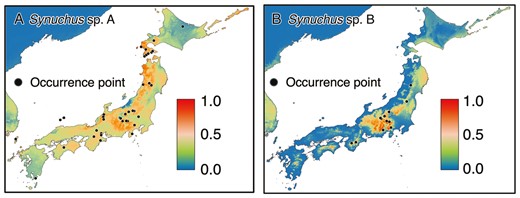 Estimated potential distribution area based on the species distribution models for Synuchus sp. A (A) and Synuchus sp. B (B). They are estimated by the Maxent with seven bioclimatic variables from WorldClim. The black dots indicate occurrence points. The bars indicate the predicted distribution probability.