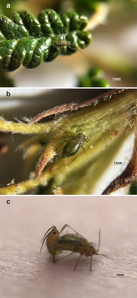 Sexual generation of A. svalbardicum: (a) wingless male, (b) oviparous female, and (c) copulating pair of sexuales.