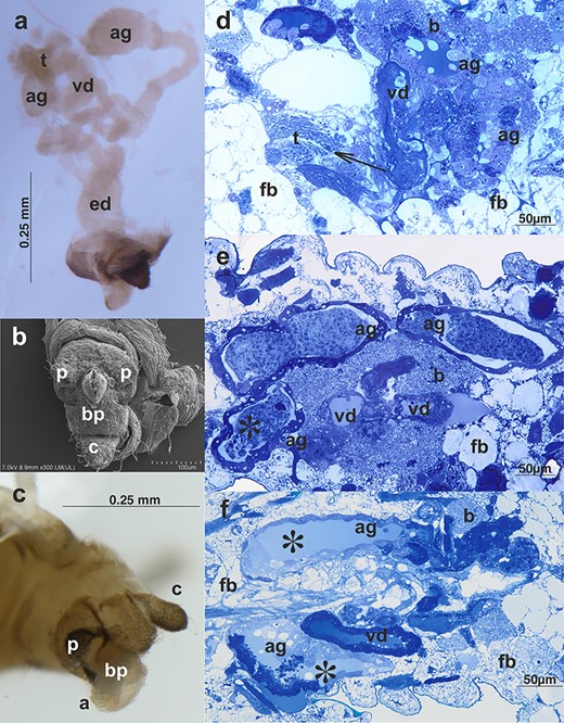Male reproductive system of A. svalbardicum: (a) whole system visualized by a stereomicroscope, ag, accessory glands; ed, ejaculatory duct; t, testes; vd, vasa deferentia; (b) scanning electron microscopy and (c) light microscopy of the male external genitalia, a, aedeagus; bp, basal parts of phallus; c, cauda; p, parameres; (d and e) a specimen before copulation—histological sections through the abdomen; (f) a section through the abdomen of a male during copulation. Testes (t) with visible bunches of spermatozoa (arrow), ag, accessory gland; vd, vas deferens; ed, ejaculatory duct; b, bacteria; and fb, fat body. Note the huge accumulations of secretion within accessory glands in the male before copulation (asterisks in e) and the lack of such accumulations in the specimen during copulation (asterisks in f). Light microscopy, Epon semi-thin sections stained with methylene blue.