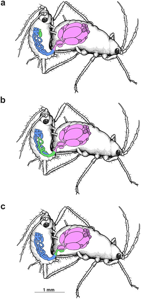 Schematic drawing presenting the movement of accessory gland secretion of the male A. svalbardicum during mating: (a) before and in the initial phase of copulation accessory glands of male are filled with high electron density material including spicule-like structures (green); (b) during copulation this material is transported from the accessory glands of the male to its ejaculatory duct (green), where it is mixed with sperm and then (c) is transferred to the spermatheca (green) of the oviparous female.