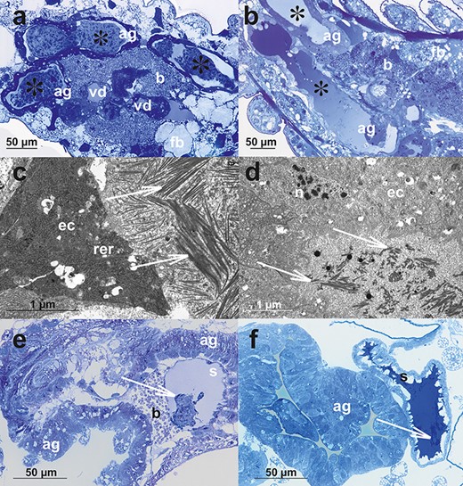 The comparison of selected histological and ultrastructural characters of male and oviparous female reproductive systems of A. svalbardicum (a, c, e) and A. pisum (b, d, f). (a and b) Accessory glands of males before copulation; note huge aggregations of secretion with A. svalbardicum glands (asterisks in a, the same picture is presented as Figure 3e), whereas accessory glands of A. pisum (asterisks in b) contain liquid secretion differently stained with methylene blue. (c and d) Ultrastructural details of accessory glands in males before copulation. In A. svalbardicum accessory gland lumen, bunches of secretion in form of spicule-like inclusions embedded in granular material can be seen (arrows in c), whereas in A. pisum, the gland lumen is filled mainly with granular material in which some more electron-dense filaments are embedded (arrows in d). (e and f) Oviparous female accessory glands and spermathecae in specimens after copulation. A. svalbardicum spermatheca contains dense aggregation of spermatozoa and male accessory gland secretion embedded in liquid and less intensively stained secretion (arrow in e), whereas A. pisum spermatheca is packed with intensively stained secretion in which some sperm bunches are embedded (arrow in f). ag, accessory glands; b, bacteria within bacteriocytes; ec, accessory gland epithelial cells; rer, rough endoplasmic reticulum; n, nucleus; s, spermatheca. (a, b, e, f) Light microscopy, Epon semi-thin sections stained with methylene blue; (c and d) transmission electron microscopy.