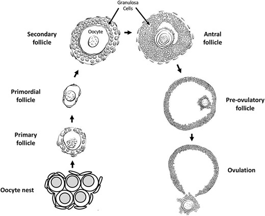 Oogenesis and ovarian follicle stages.