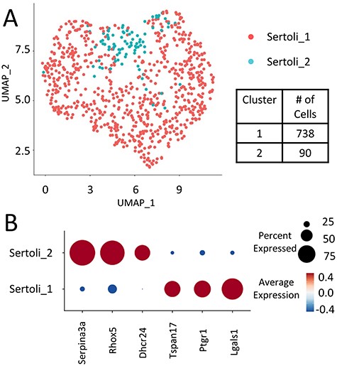 (A) Sertoli clusters (Clusters 1 and 2 from full dataset) re-divided into two main Sertoli clusters based on differential transcriptomes from the Sertoli-enriched clusters. (B) Select stage-specific genes’ representation between Sertoli clusters 1 and 2. Serpina3a, Rhox5, and Dhcr24 were highly enriched in Cluster 2 cells, while Tspan17, Ptgr1, and Lgals1 were highly enriched in Cluster 1 cells.