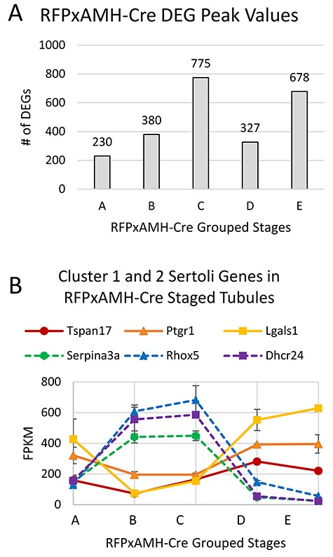 (A) RFPxAMH-Cre isolated Sertoli cells had 2390 total DEGs across the cycle of the seminiferous epithelium. Graph shows the number of grouped stages of the seminiferous epithelium where DEGs displayed maximal transcript numbers. (B) Expression of key Cluster 1 or 2 genes identified from scRNA-seq in stage-synchronized RFPxAMH-Cre testes. Consistent with the single-cell data, Tspan17, Ptgr1, and Lgals1 all showed their lowest transcript levels in Group B and C tubules (stages IV–VI and VII–VIII; solid lines). Serpina3a, Rhox5, and Dhcr24 all had peak transcript levels in Group C tubules (stages VII–VIII; dashed lines).