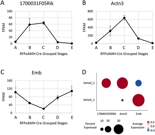 Expression of transcripts potentially involved with regulation in Stages VII–VIII (1700031F05Rik (A) and Actn3 (B)) or outside of Stages VII–VIII (Emb (C)). Data represents the average of two replicates, error bars show ±SEM. (D) Single-cell sequencing expression of 170003F05Rik, Actn3, and Emb. Data used was from the two isolated Sertoli cell clusters.
