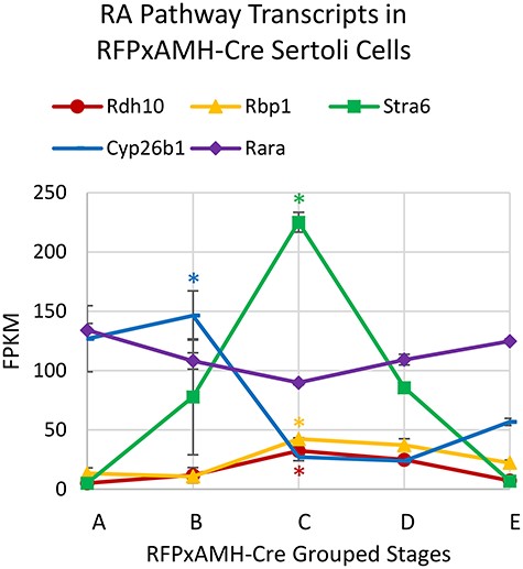 RA pathway gene mRNA levels across the length of the cycle of the seminiferous epithelium for RFPxAMH-Cre grouped stages. Data represents the average of two replicates, error bars show ±SEM. Peak transcript levels shown by asterisks when log2 fold-change >1, P < 0.05.