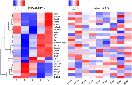 Top 25 RFPxAMH-Cre DEGs expression in RFPxAMH-Cre animals (left) and Nanos2 KO animals (right). Nanos2 KO animals lack normal cycling of transcripts seen in wild-type Sertoli cells. Color represents Z-score deviation across all samples within a condition (RFPxAMH-Cre or Nanos2 KO), with red showing greater than average representation and blue showing lower than average representation across the population.