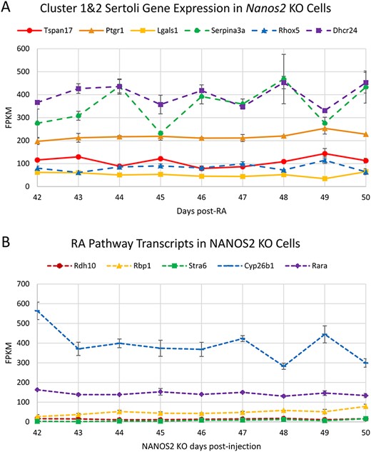 (A) Transcripts defining Sertoli cell Clusters 1 and 2 in the scRNA-seq clusters RNA-seq values in Nanos2 KO testes, and (B) RA-responsive gene mRNA levels across the length of the cycle of the seminiferous epithelium in NANOS2 KO mice 42–50 days post-RA injection. Data represents the average of two replicates, error bars show ±SEM. Peak transcript levels shown by asterisks when log2 fold-change >1, P < 0.05.