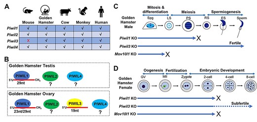 The PIWI/piRNA system in golden hamsters. (A) The lack of Piwil3 gene in the mouse genome. (B) The presence of PIWI proteins and associated piRNAs in the golden hamster testis and ovary. (C) Effect of disruption of piRNA pathway genes Piwil1, Piwill3, or Mov10l1 on male germ cell development in golden hamsters. Spg: spermatogonium; LS: leptotene spermatocyte; PS: pachytene spermatocyte; RS: round spermatid; ES: elongating spermatid. (D) Effect of disruption of piRNA pathway genes Piwil1, Piwll3, or Mov10l1 on female germ cell development and embryogenesis in golden hamsters. GV: germinal vesicle oocyte; MII: metaphase II oocyte.