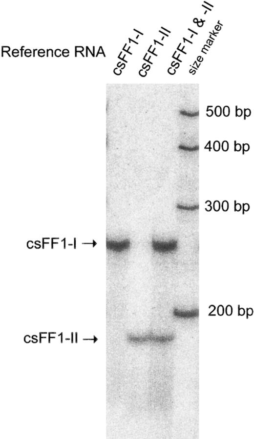 Ribonuclease protection assay for specific detection of csFF1-I and csFF1-II mRNAs. Quantities of 1.2 amol of csFF1-I, csFF1-II, or a mixture of two reference RNAs were hybridized with the mixture of the two antisense probes, followed by RNase digestion. Size markers were transcribed from Century Marker template (Ambion)