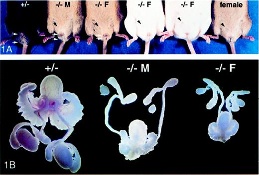 A) Ventral view of five male and one female Dhh mice: heterozygous (+/−), masculinized Dhh-null (−/− M), and feminized Dhh-null (−/− F). One of the mammary teats evident in each of the Dhh-null males and the normal female is marked with a black arrowhead. The urogenital-anal distance is marked with white arrows. B) Isolated testes and associated reproductive organs from heterozygous (+/−), masculinized Dhh-null (−/− M), and feminized Dhh-null (−/− F) mice