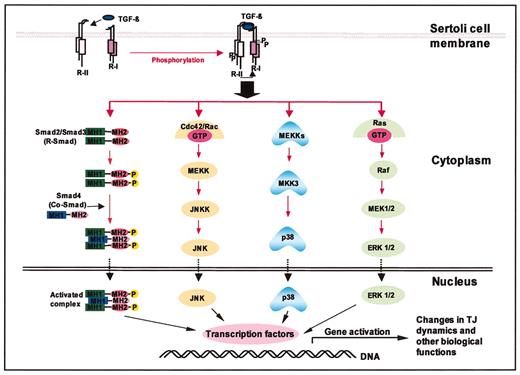 示意图说明了TGFβ用于影响细胞功能的四种信号通路。该图是根据审查[18,19,21]编制的。在这些综述中可以找到描述这些途径中所描述的关键分子发现的原始文章。MEKKs、MAP/ERK激酶激酶，包括MEKK1、MEKK2、MEK03和其他；JNK，c-Jun NH2末端激酶，也称为Jun激酶或应激激活蛋白激酶，SAPK；JNKK，c-Jun NH2-末端激酶；MKK3、MAP激酶激酶3；MEK1/2、MAP/ERK激酶1和MAP/ERK激酶2；ERK1/2、细胞外信号调节激酶1和细胞外信号调控激酶2。