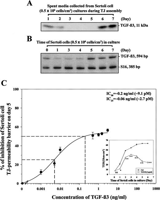 体外组装支持细胞TJ-通透性屏障和重组TGFβ3在支持细胞TJ屏障上的IC50期间，支持细胞富集培养基（SCCM）中TGFβ_3蛋白水平及其在支持细胞培养物中稳态mRNA水平的变化。A） 在组装Sertoli细胞TJ屏障的过程中，从特定时间点终止的培养物中提取的100微克SCCM蛋白被加载到15%T SDS-聚丙烯酰胺凝胶上。在还原条件下进行SDS-PAGE。使用0.1%抗TGFβ3抗体进行免疫印迹。B） 采用半定量RT-PCR评估TJ屏障组装过程中支持细胞TGFβ3的稳态mRNA水平。C） 将支持细胞（1.2×106个细胞/cm2）培养在Matrigel涂层的双室单位上，不同浓度的TGFβ3在0.001到3 ng/ml之间。在指定的时间点对细胞上皮的TER进行量化，以评估TJ屏障的完整性（见插图）。通过绘制TGFβ3在第5天建立TJ屏障时对支持细胞TJ屏障的抑制百分比来评估IC50，对照组（y轴）针对不同浓度的TGFβ2，在时间0（x轴）添加到培养物中。为了评估抑制率，使用了以下公式：[（TERCtrl−TERExpt）/TERCtrl]×100%，其中TEREExpt表示第5天用特定浓度的TGFβ3处理Sertoli细胞时，以双室单位表示的TER读数，TERCtrl表示第5天细胞未暴露于TGFβ3的相应培养物中的TER读数。每个数据点是使用不同批次细胞的三个单独实验的平均值±SD，每个时间点有三个重复的培养物。ns，经Student t检验，与不含TGFβ3的相应对照组无显著差异；*，经Student t检验，与不含TGFβ3的相应对照组相比，差异显著，P<0.05；**，经Student t检验，与不含TGFβ3的相应对照组相比差异显著，P<0.01
