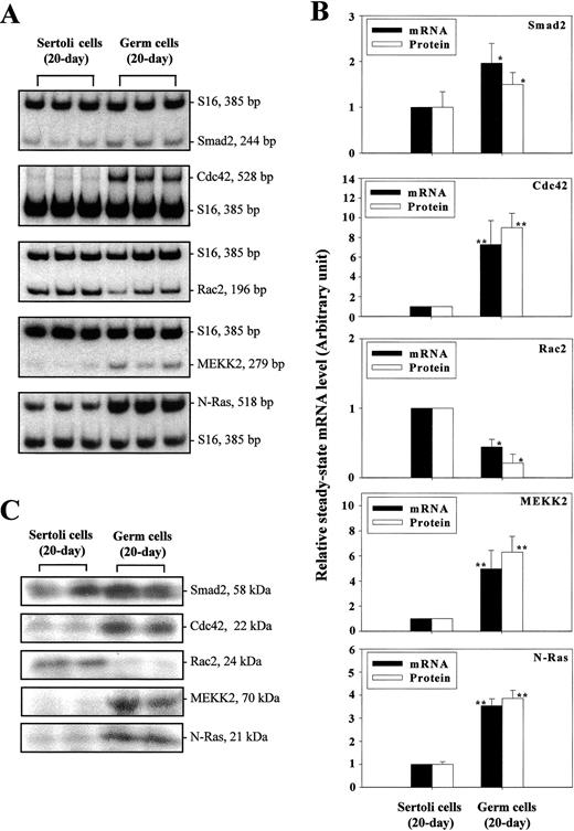 20日龄大鼠睾丸分离的支持细胞和生殖细胞中TGFβ上游信号转导子的相对表达。A） 采用半定量RT-PCR评估支持细胞和生殖细胞中Smad2、Cdc42、Rac2、MEKK2和N-Ras的稳态mRNA水平。免疫印迹在平行实验中进行，以使用相应的特异性抗体评估支持细胞和生殖细胞中这些信号传感器的相对蛋白水平（见材料和方法）。（C） ●●●●。B） 该图显示了使用放射自显影或免疫印迹（如A和C中所示）进行的相应密度扫描结果。结果表示为平均值±SD，使用来自三个不同实验的三批细胞，根据S16标准化。每个实验都有三份培养物。这些分析表明，免疫印迹结果与RT-PCR数据一致。通过Student t检验进行统计分析，将生殖细胞与相应的Sertoli细胞进行比较，后者被任意设置为1。*，经Student t检验与Sertoli细胞显著不同，P<0.05；**，Student t检验与Sertoli细胞有显著性差异，P<0.01