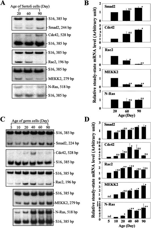 支持细胞（A，B）和生殖细胞（C，D）中TGFβ上游信号转导子稳态mRNA水平的发育调节。RT-PCR用于评估成熟过程中支持细胞（A）和生殖细胞（C）中Smad2、Cdc42、Rac2、MEKK2和N-Ras的稳态mRNA水平。B、 D）使用自动射线图（如A和C中所示）的相应密度扫描结果。使用两个不同实验中S16标准化的两批细胞，将结果表示为平均值±SD。每个实验都有三份培养物。ns，与从B组20日龄和D组5或10日龄的大鼠中分离的培养物没有显著差异，通过Student t检验将其任意设置为1；*，经Student t检验差异显著，P<0.05；**，经Student t检验差异显著，P<0.01；nd，不可检测