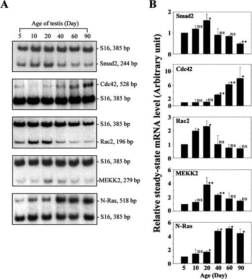 睾丸发育过程中TGFβ上游信号转导子稳态mRNA水平的变化。A） 采用半定量RT-PCR评估睾丸成熟过程中Smad2、Cdc42、Rac2、MEKK2和N-Ras的稳态mRNA水平。B） 该面板显示了使用放射自显影图（如A所示）进行的相应密度扫描结果。使用三只不同大鼠的睾丸进行S16标准化，结果表示为平均值±SD。ns，与5日龄大鼠无显著差异，根据Student t检验任意设定为1；*，经Student t检验差异显著，P<0.05；**，经Student t检验差异显著，P<0.01。