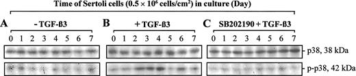 重组TGFβ3对体外SB202190预处理20 min的TJ组装期间Sertoli细胞中总蛋白和活化的p38 MAPK蛋白水平的影响。支持细胞（0.5×106个细胞/cm2）在没有（A）和有（B）TGFβ3（3 ng/ml）的情况下培养，或在添加TGFβ（3 ng/ml）（C）之前用SB202190预处理20 min。在TJ屏障组装期间的特定时间点，细胞在SDS样品缓冲液中溶解。将每个时间点的200微克全细胞裂解物蛋白加载到7.5%T SDS-聚丙烯酰胺凝胶上，并在还原条件下进行SDS-PAGE。使用针对总p38和磷酸化/活化形式的p38（p-p38）的特异性抗体进行免疫印迹