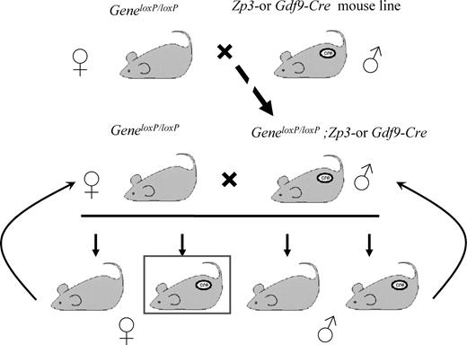 An example of breeding schemes to generate oocyte-specific gene ...