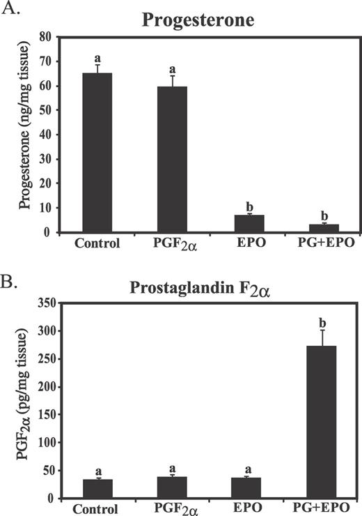 Effect of in vivo treatment with EPO for 48 h or PGF (10 h after treatment) on secretion of progesterone (A) or PGF (B) during a 2-h in vitro incubation of diced luteal tissue. Different lowercase letters indicate significant differences between groups (P < 0.01).