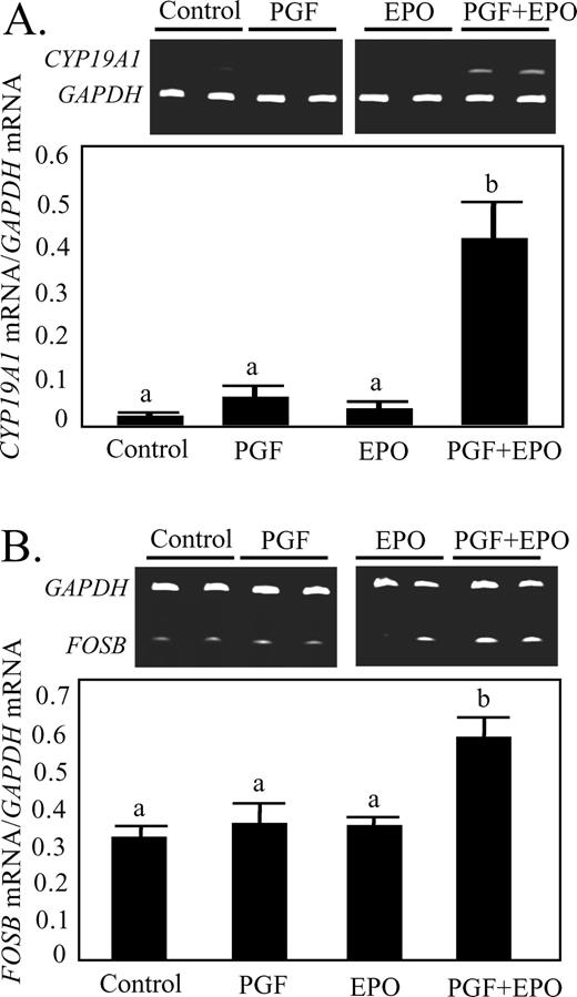 Effect of in vivo treatment with EPO for 48 h or PGF (10 h after treatment) on concentrations of CYP19A1 (A) or FOSB (B) mRNA in luteal tissue. Different lowercase letters indicate significant differences between groups (P < 0.05).