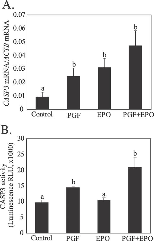 Effect of in vivo treatment with EPO for 48 h or PGF (10 h after treatment) on expression of CASP3 mRNA (A) or CASP3 activity (B) in luteal tissue. Different lowercase letters indicate significant differences between groups (P < 0.05).