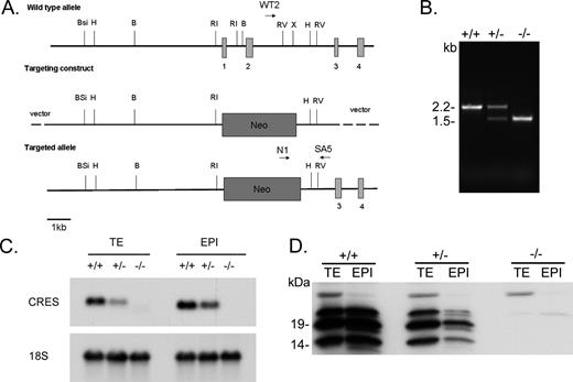 Production of mice lacking Cst8.A) Targeting construct. The first two Cst8 exons (vertical boxes) were replaced by neo. Restriction enzyme sites: B, BamHI; Bsi, BsiWI; H, HindIII; RI, EcoRI; RV, EcoRV; X, XhoI. WT2, N1, and SA5 are primers used for PCR genotyping of the WT (WT2 and SA5) and KO (N1 and SA5) alleles. B) PCR analysis of genomic DNA isolated from tail snips from wild-type (+/+), heterozygous (+/−), and homozygous (−/−) mice for the Cst8 mutation. C) Northern blot analysis of CRES mRNA levels in testis (TE) and epididymal (EPI) tissue isolated from Cst8+/+, Cst8+/−, and Cst8−/− mice and probed with a radiolabeled CRES cDNA. The blot was stripped and reprobed with a cDNA generated against 18S rRNA to confirm equal loading. D) Western blot analysis of CRES protein in tissue lysates prepared from testis (TE) and epididymis (EPI) from Cst8+/+, Cst8+/−, and Cst8−/− mice.