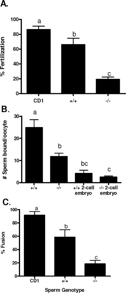 Analysis of Cst8+/+ and Cst8−/− sperm fertilizing ability in vitro. A) Percentage of COCs fertilized after 3 h of incubation with control CD1, Cst8+/+, and Cst8−/− spermatozoa (n = 5; a vs. b, P ≤ 0.05; a vs. c, P ≤ 0.001; b vs. c, P ≤ 0.01). B) Number of Cst8+/+ and Cst8−/− spermatozoa bound to the zona pellucida of cumulus-free oocytes from CD1 female mice. Spermatozoa were also incubated with 2-cell embryos as a control for nonspecific binding (n = 4; a vs. b, P ≤ 0.01; a vs. c, P ≤ 0.001; b vs. c, P ≤ 0.05). C) Percentage sperm-egg fusion of cumulus- and zona pellucida-free oocytes from CD1 females incubated with spermatozoa from control CD1, Cst8+/+, and Cst8−/− mice (n = 5; a vs. b, P ≤ 0.05; a vs. c, P ≤ 0.001; b vs. c, P ≤ 0.01). Values represent the mean ± SEM.