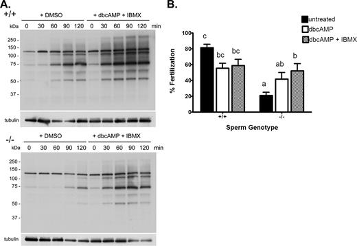 Rescue of sperm protein tyrosine phosphorylation and fertility in spermatozoa from Cst8−/− mice after incubation in dbcAMP and IBMX. A) Western blot analysis of protein tyrosine phosphorylation in Cst8+/+ and Cst8−/− spermatozoa after increasing periods of time in capacitation buffer and in the presence of dbcAMP and IBMX or the vehicle DMSO. Blots were stripped and reprobed with anti-tubulin antibody to verify equal loading of the gel. Blots are representative of those from three different experiments. B) Percentage of COCs fertilized after 3 h of incubation with Cst8+/+ and Cst8−/− spermatozoa that were untreated, incubated with dbcAMP, or incubated with dbcAMP and IBMX before addition to the oocytes. Values represent the mean ± SEM (n = 10 experiments; a vs. b, P ≤ 0.05; c vs. a, P ≤ 0.001; c vs. b, P ≤ 0.05; c vs. ab, P ≤ 0.01; bc vs. a, P ≤ 0.01).