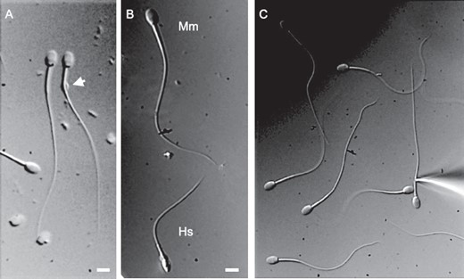 DIC images of macaque and human sperm. A) Some macaque sperm retain a cytoplasmic droplet (arrow), which makes the sperm patch clamp technique applicable. B) Comparison between spermatozoon from M. mulatta (Mm) and human fertile donor (Hs). Bar = 5 μm. C) Patch clamp pipette attached to the monkey sperm.