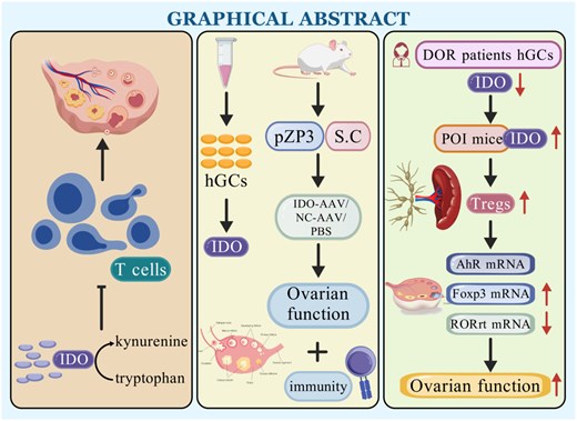 Graphical Abstract
